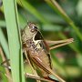 roesel's bushcricket